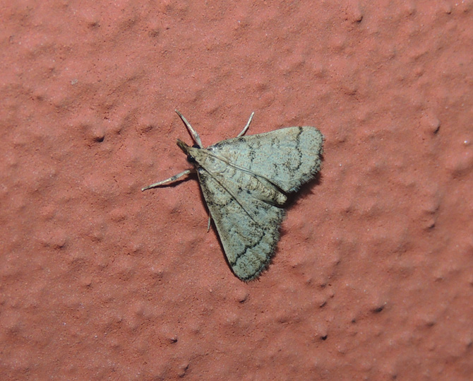 Tre falene (Crambidae, Noctuidae e Geometridae)